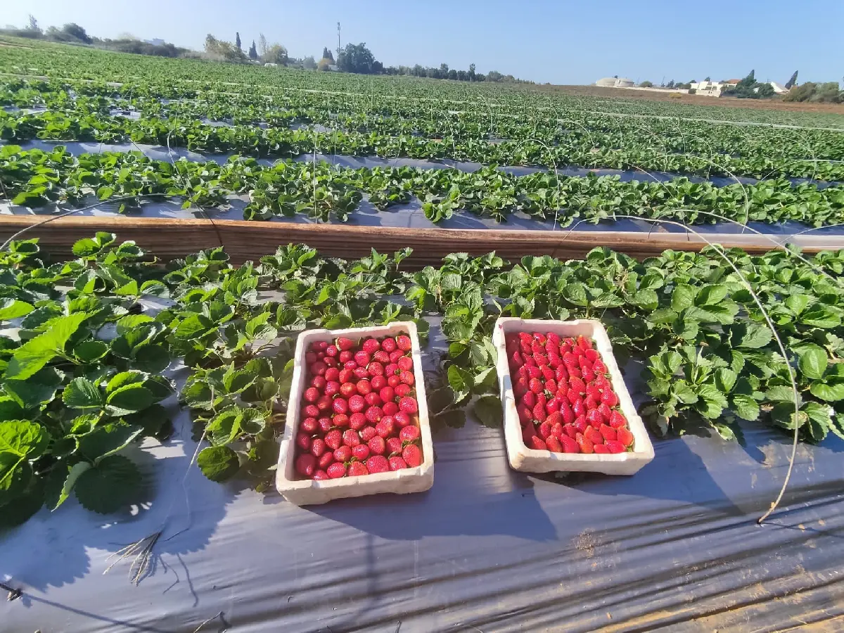 יצרנים ומגדלי תותים מרחבי הארץ בפסטיבל התותים בנמל